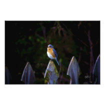 Eastenr Bluebird Art Picture Photo