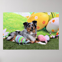 Easter - Australian Shepherd - Silas Barker Poster