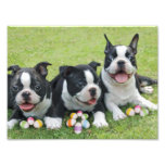 Easter Boston terriers Photo Print