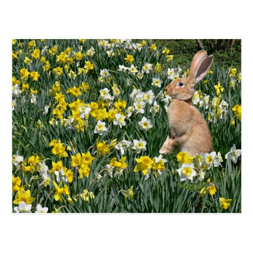 Easter bunny postcard