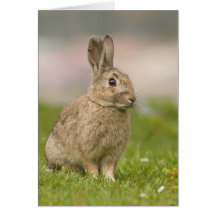 Easter card
