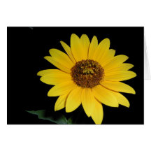Easter Card - Striking Sunflower