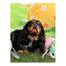 Easter - Cavalier King Charles Spaniel - Charlie Postcard