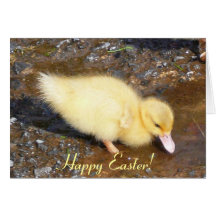 Easter Chick, Happy Easter! Card
