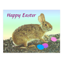 Easter Cottontail Postcard
