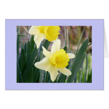 Easter Daffodils Cards