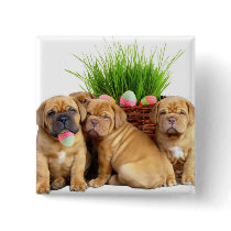 Easter Dogue de Bordeaux pups Pins