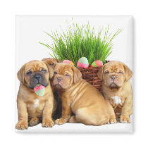 Easter Dogue de bordeaux pups Magnet
