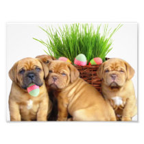 Easter Dogue de Bordeaux pups Photo