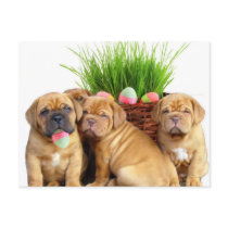 Easter Dogue de Bordeaux pups Post Card