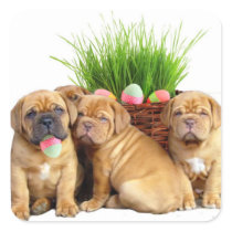 Easter Dogue de Bordeaux pups Stickers