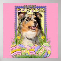 Easter Egg Cookies - Australian Shepherd Poster