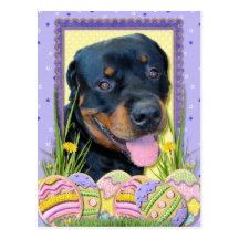 Easter Egg Cookies - Rottweiler - Harley Postcard
