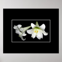 Easter Lilies Posters