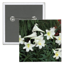 Easter Lily (Lilium regale) Pinback Buttons
