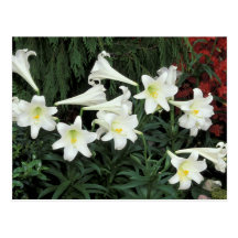 Easter Lily (Lilium regale) Post Cards