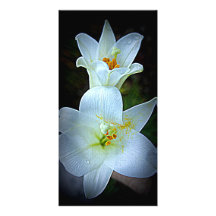 Easter Lily Personalized Photo Card