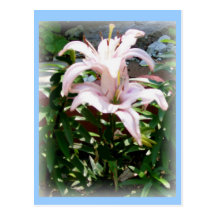 easter lily post card