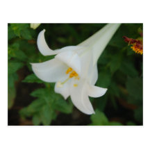 Easter Lily Post Card