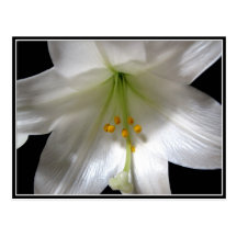 Easter Lily Post Cards
