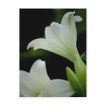 Easter Lily • Postcard