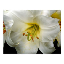 Easter Lily Postcard
