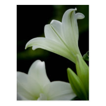 Easter Lily • Postcard