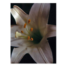 Easter Lily Postcard