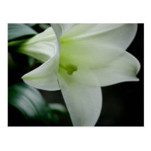 Easter Lily • Postcard