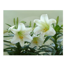 Easter Lily Postcards
