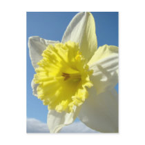 EASTER Post Cards 11 Flower Daffodils Post Card