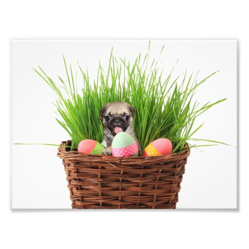 Easter pug puppy photographic print