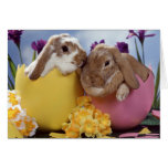 Easter Wishes Greeting Cards