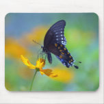 Eastern Black Swallowtail Mousepads
