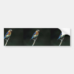 Eastern Bluebird Bumper Sticker