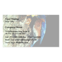 Eastern Bluebird Business Card