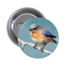 Eastern Bluebird Buttons