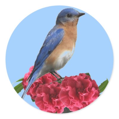 Eastern Bluebird Camellia Sticker by naturegirl7