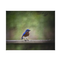 Eastern Bluebird Canvas Wrap Print Canvas Prints