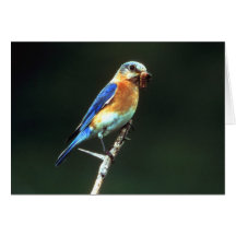 EASTERN BLUEBIRD CARD