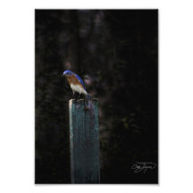 Eastern Bluebird in Winter - Buy it, Frame it! Photo Art