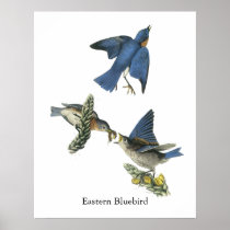 Eastern Bluebird, John Audubon
