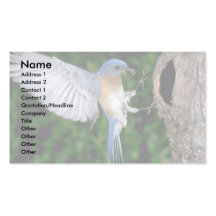 Eastern Bluebird landing Business Cards