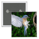 Eastern Bluebird landing Pin