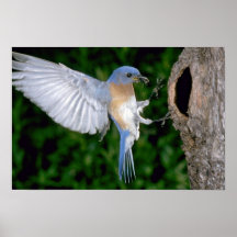 Eastern Bluebird landing Print