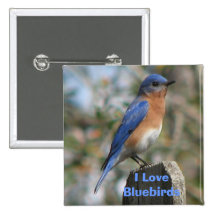 Eastern Bluebird Male Button