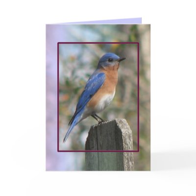 Eastern Bluebird Male Card by naturegirl7