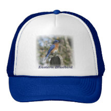 Eastern Bluebird Male Hat