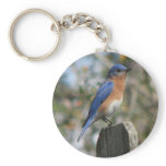 Eastern Bluebird Male Keychain