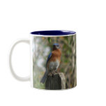 Eastern Bluebird Male Mug